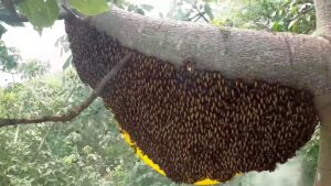 Beehive in the Sundarban