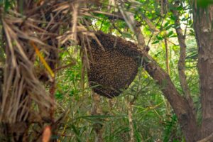 Beehive in the Sundarban
