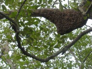 Beehive in the Sundarban