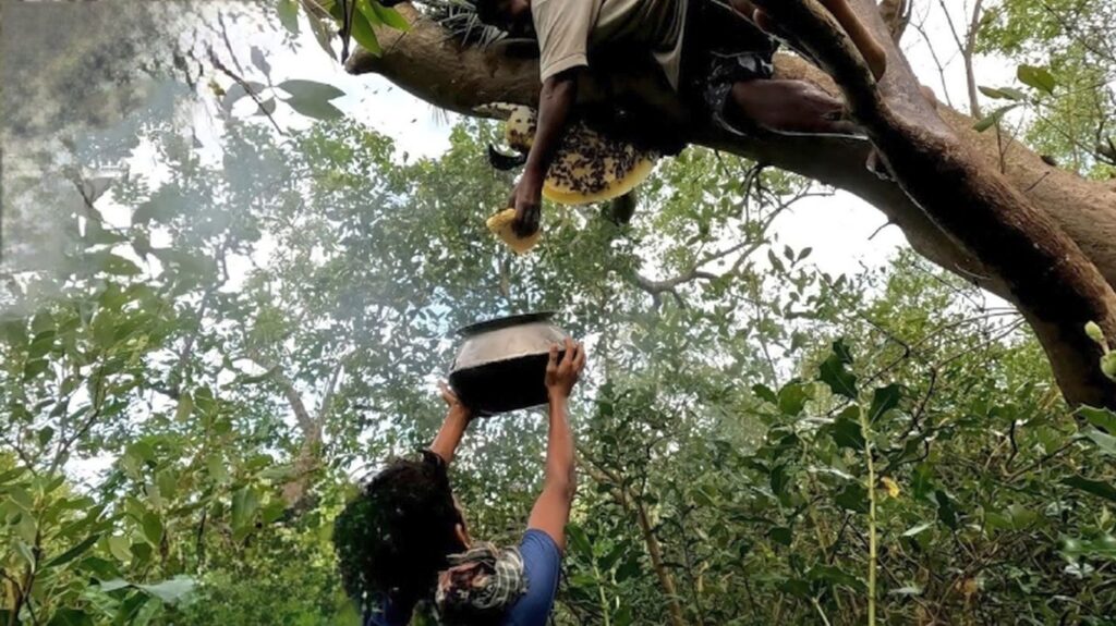 Mowals of Sundarban