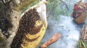 Mowals of Sundarban