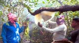 Mowals of Sundarban