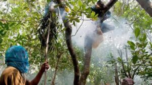 Mowals of Sundarban